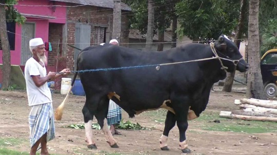 image-here